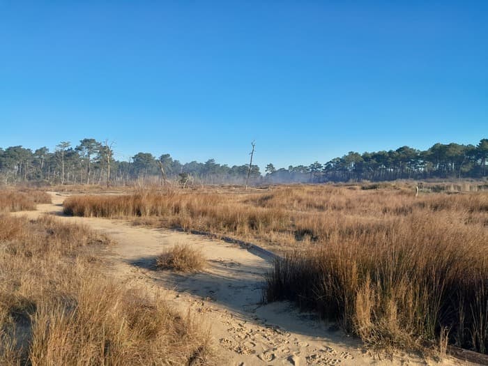 Visite guidée de la Réserve Naturelle Nationale des prés salés d'Arès-Lège · photo 1