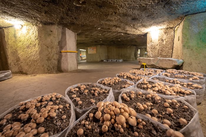 Musée du champignon · photo 1
