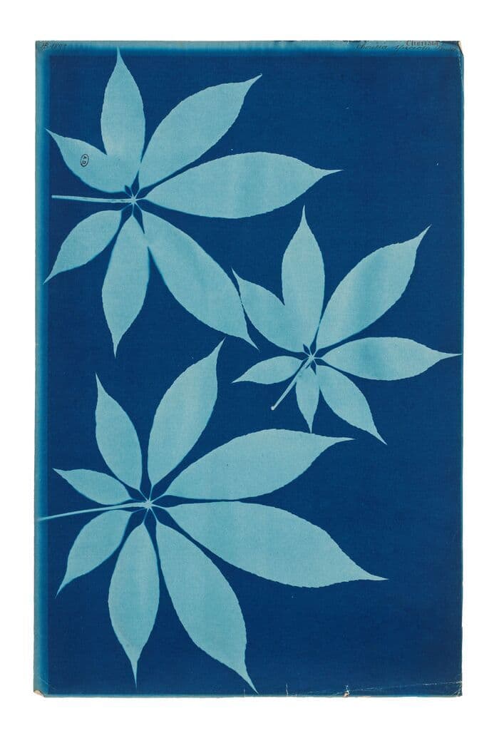 Les cyanotypes botaniques du Musée des Arts Déco de Paris · photo 1