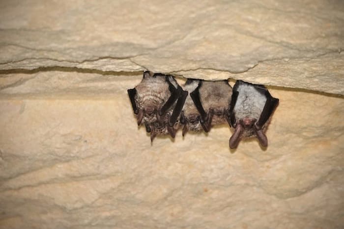 A la découverte des chauves-souris · photo 1