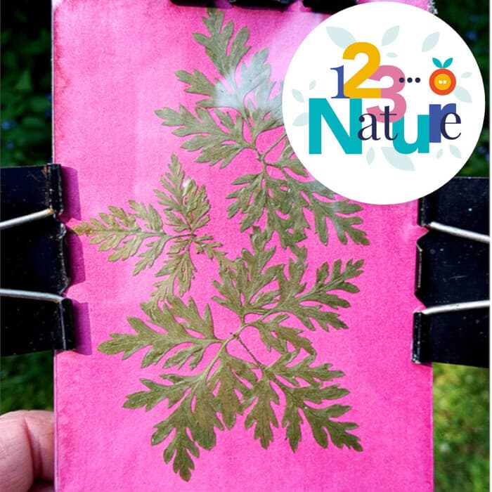 Atelier enfants - Anthotypes : la photographie végétale · photo 1