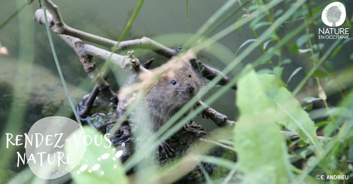 Sur les traces du Campagnol amphibie · photo 1