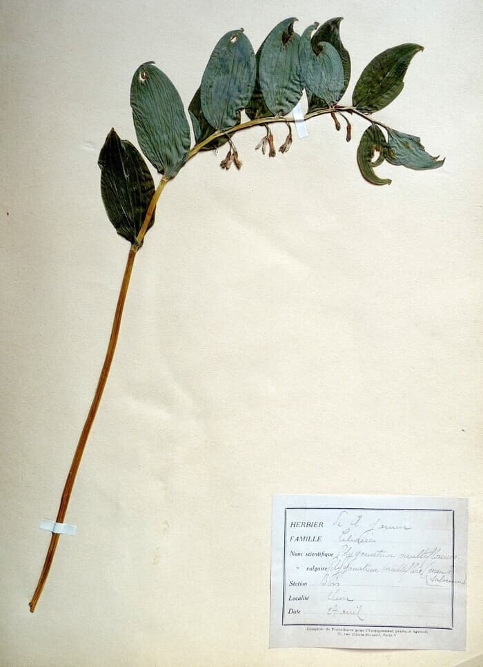 Découverte de l'herbier de Ferdinand Jamin · photo 1