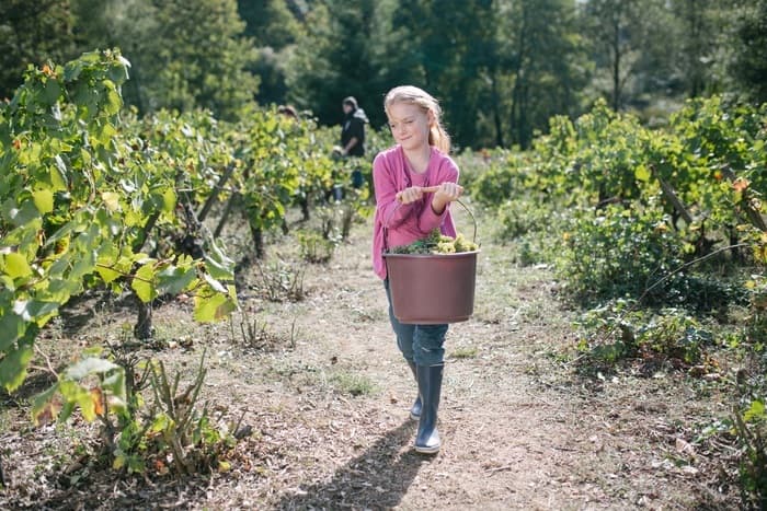 Vendanges en famille au musée · photo 1