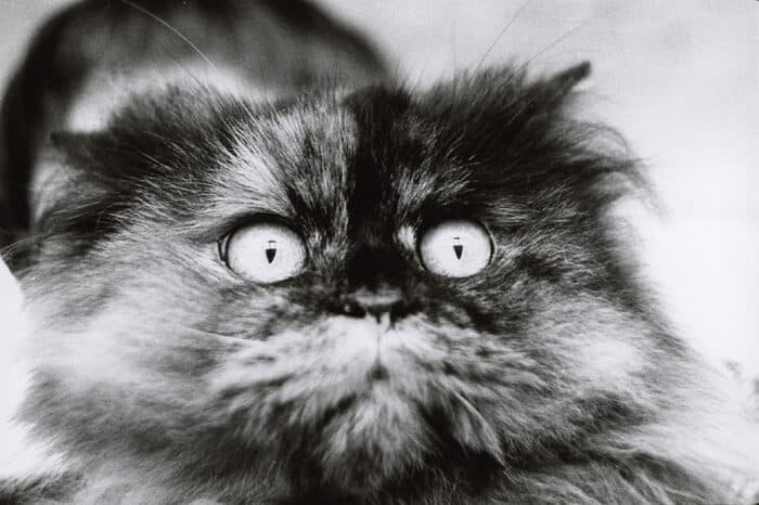 Modèle Animal. 200 ans de photographie · photo 1