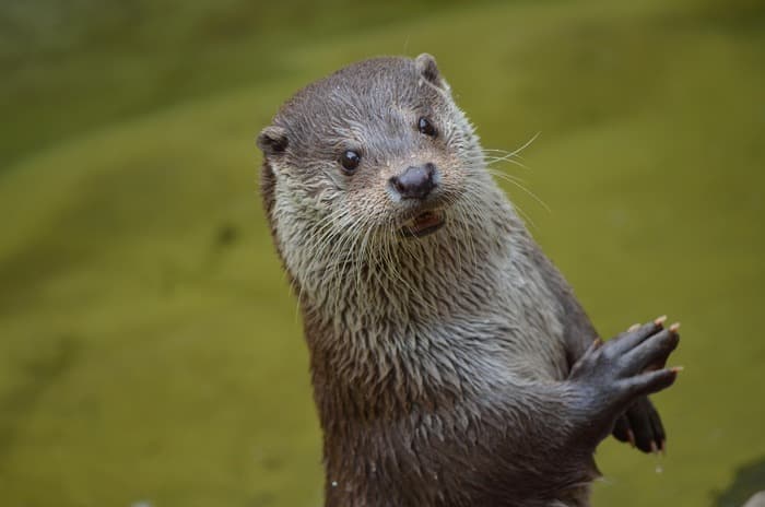 À pas de loutre · photo 1