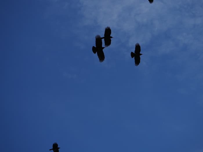 Journée européenne des oiseaux migrateurs · photo 1