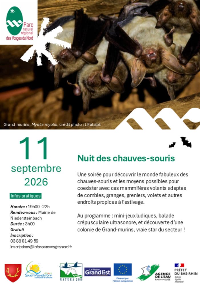 Nuit des chauves-souris · photo 1