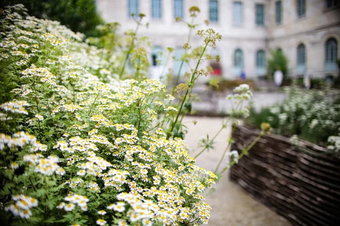 Flânez dans le jardin de plantes médicinales de l'Hôtel-Dieu · photo 1