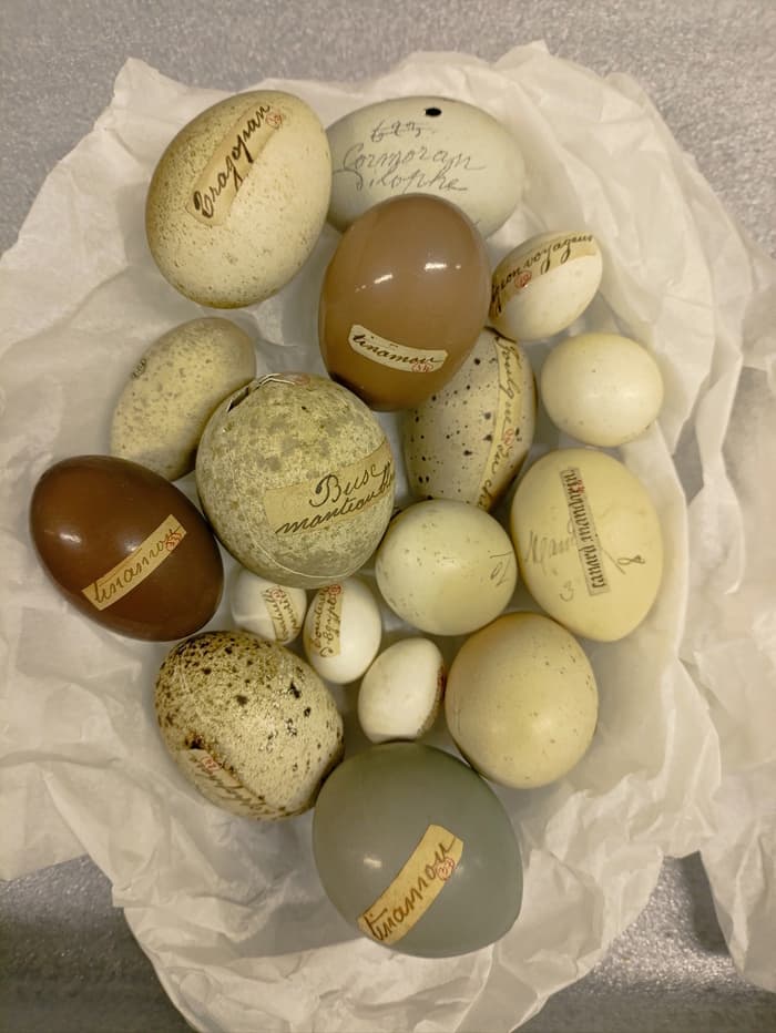 La collection d'œufs du muséum : le chantier des collections · photo 1