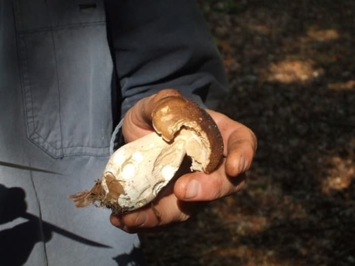 Découverte des champignons en forêt de Cerisy · photo 1