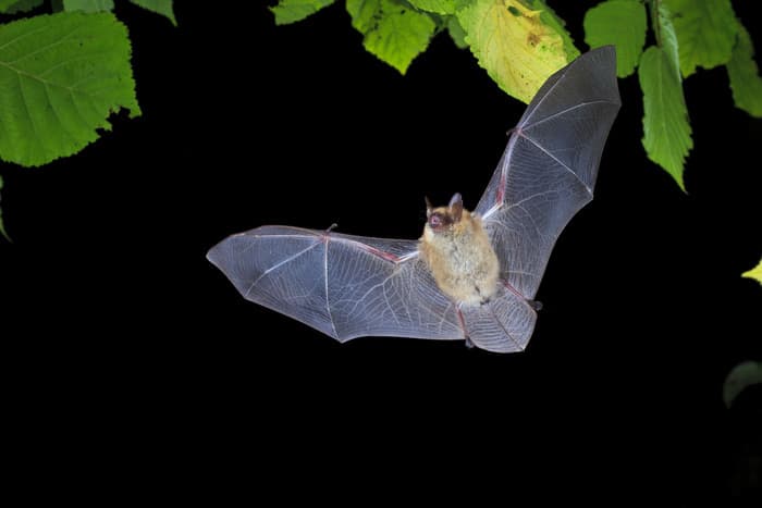 Journée du patrimoine animation chauves-souris · photo 1
