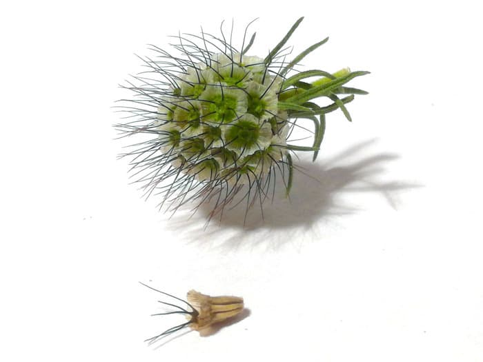 Animation "Graines d'aventurières" · photo 1
