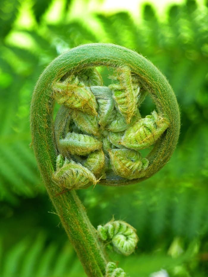 Atelier Fougères et plantes alliées · photo 1