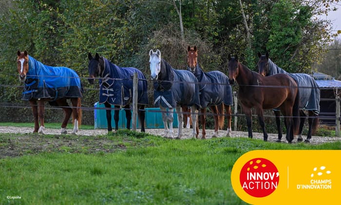 Ecurie Perrine Carlier : une écurie à l’écoute des chevaux et des cavaliers (14) · photo 1