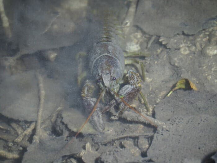 Un homard dans la Rouvre ? · photo 1