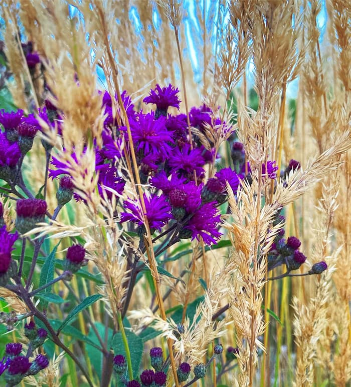 Visite libre des jardins · photo 1