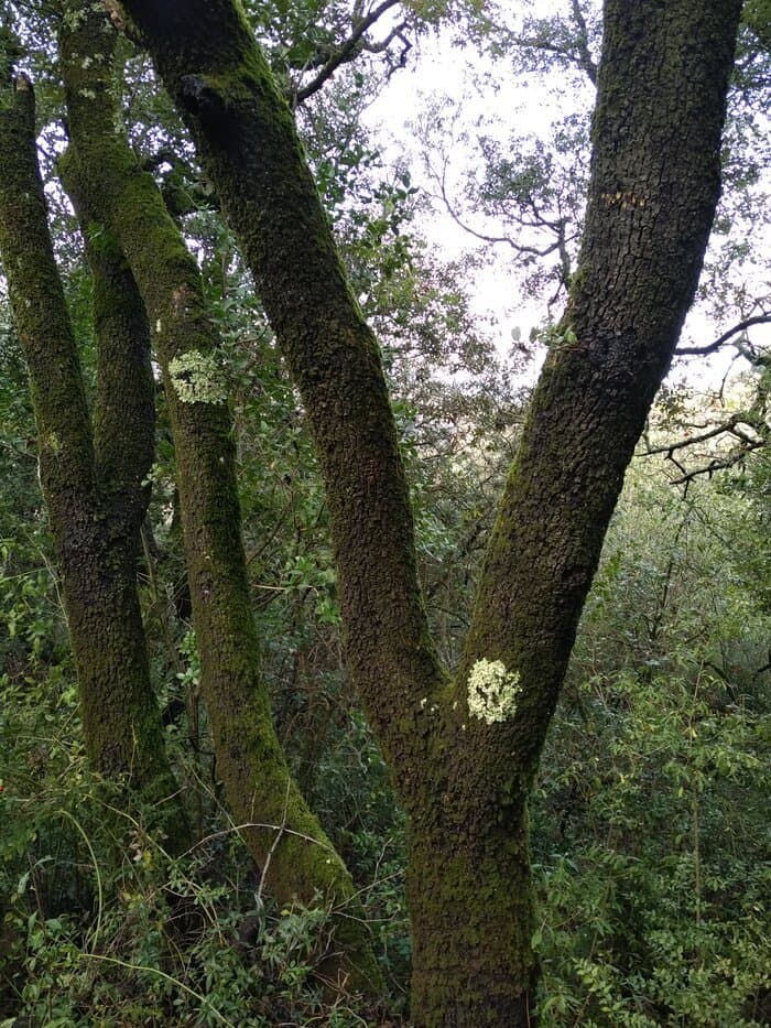 Arbres et arbustes indigènes : des arbres et des savoirs · photo 1