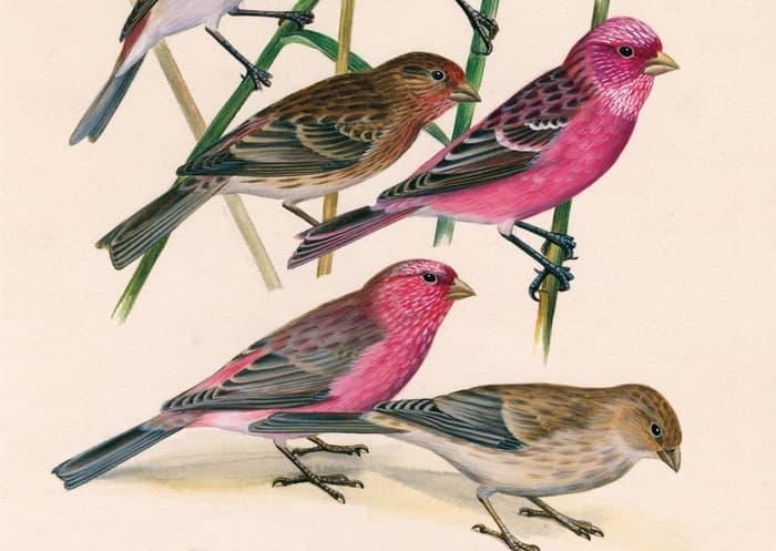 Dessins d'oiseaux, le trait talentueux d'Hermann Heinzel (au Muséum) · photo 1