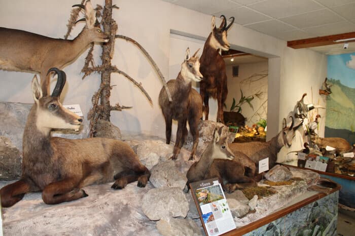 Visite libre ou enquêtes au Musée de la Faune · photo 1