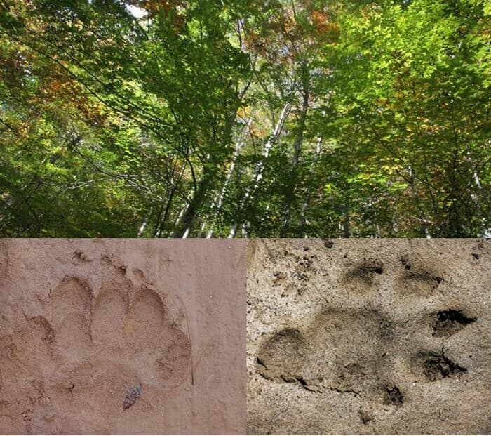 Empreintes et indices : les secrets de la forêt · photo 1