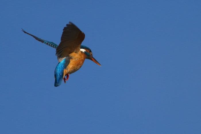 Balade naturaliste : peinture dans les airs · photo 1