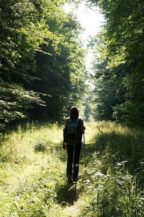 La forêt comment ça marche? · photo 1