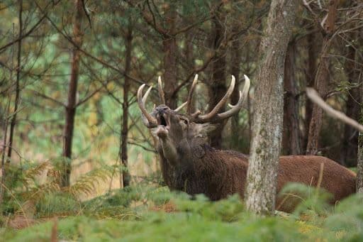 COMPLET | Le brame du Cerf · photo 1