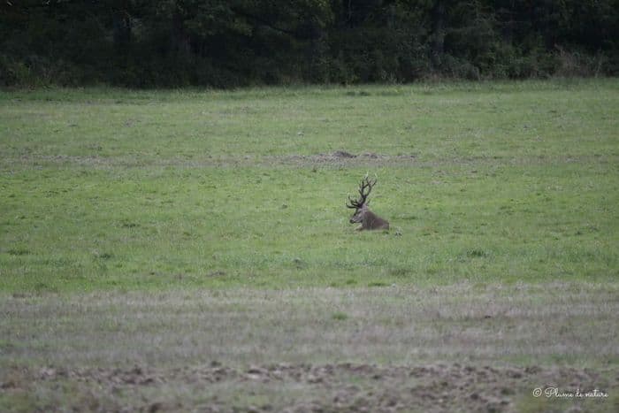 Vivre le brame du cerf · photo 1