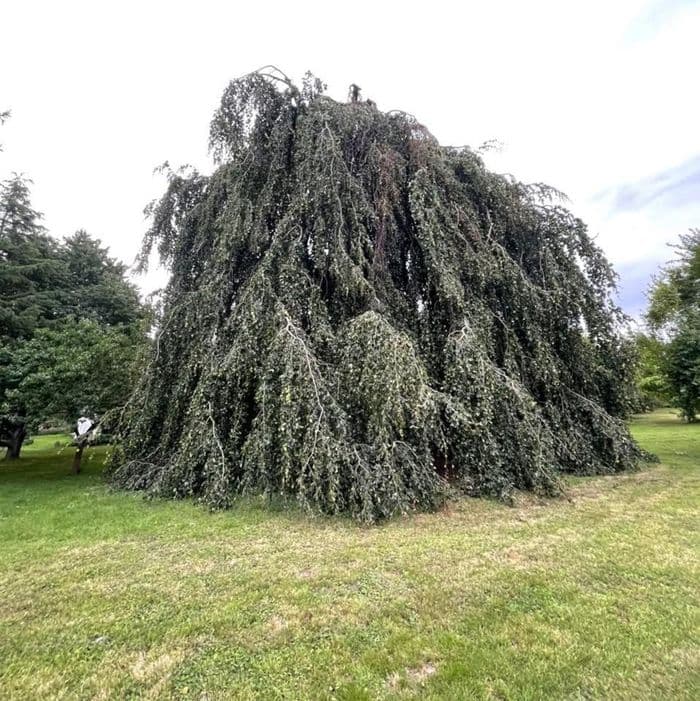 visite commentée du parc arboré du château de Charmes Aisne · photo 1