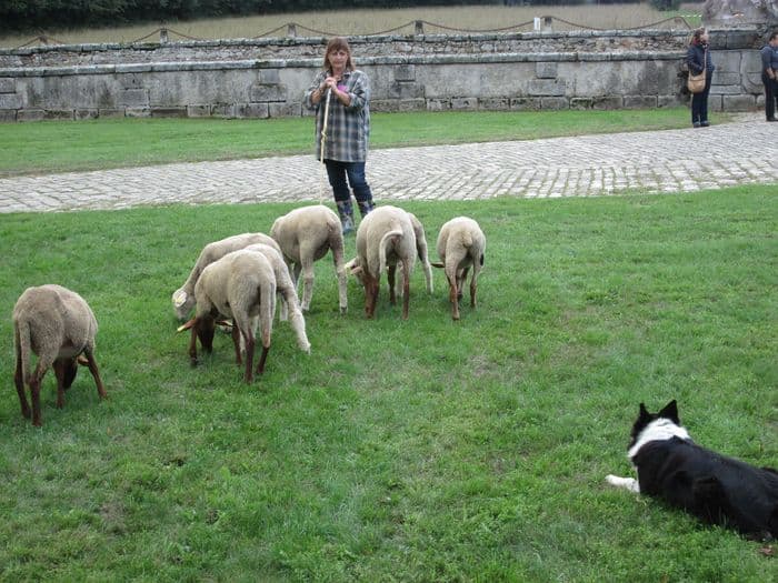 Démonstration de chiens de berger · photo 1