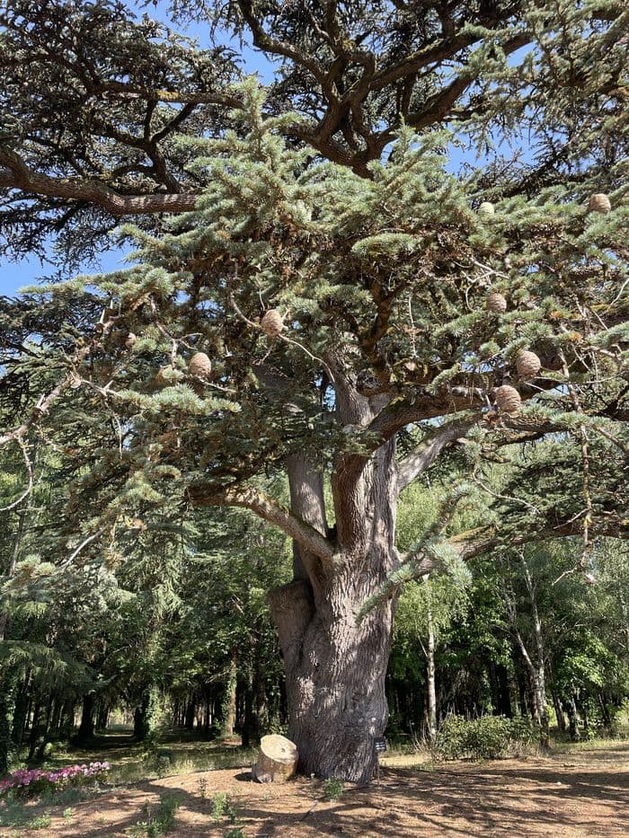 Balade "Arbres remarquables" · photo 1