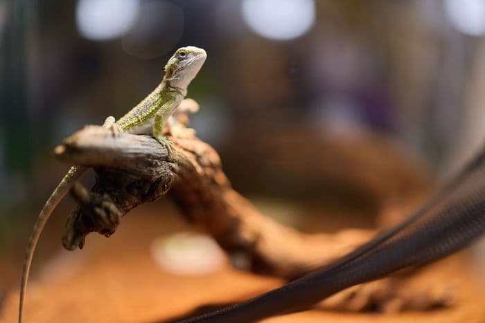 Présentation d’animaux vivants · photo 1