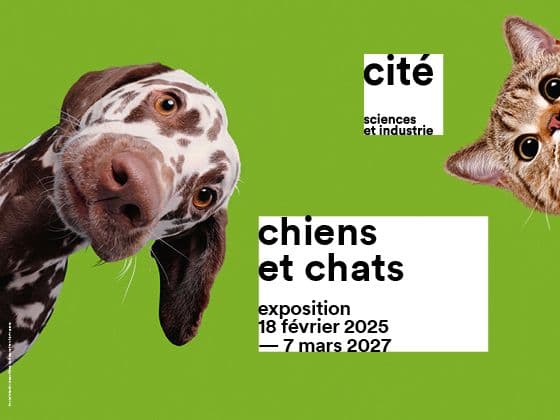 Chiens et chats · photo 1