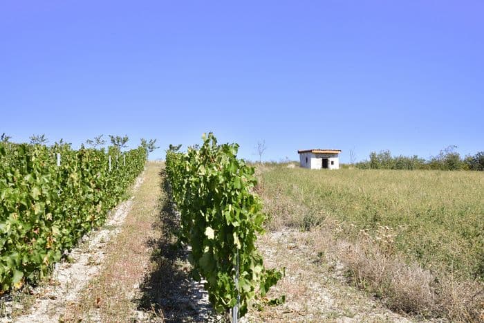 Cournon-d’Auvergne, au cœur du patrimoine vigneron : entre patrimoine bâti et culture de la vigne · photo 1