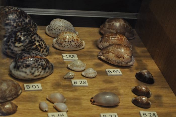 Visite commentée du Muséum d'Histoire Naturelle · photo 1