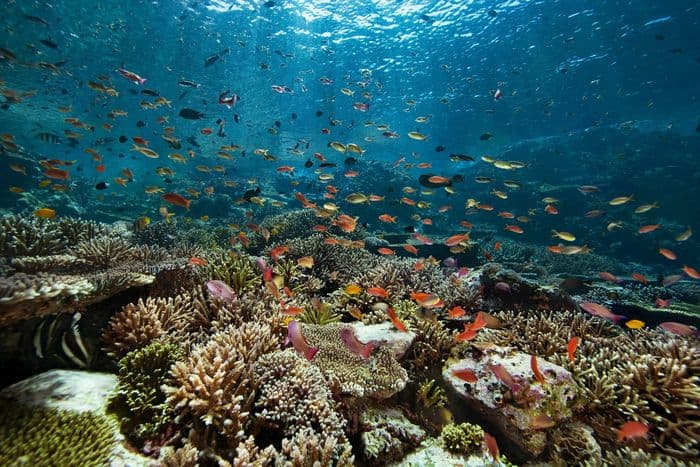 Corail Renaissance · photo 1
