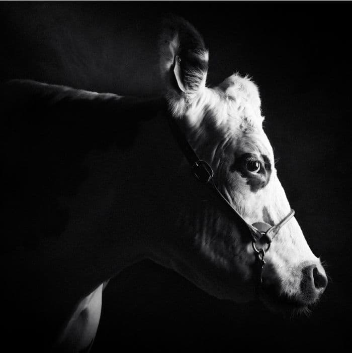 Exposition "Races normandes, un patrimoine agricole à découvrir" · photo 1