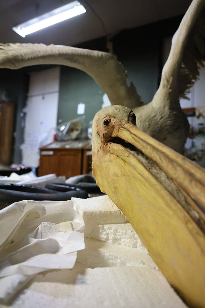 Cabinet de curiosités du Musée de Sens - Visites guidées · photo 1