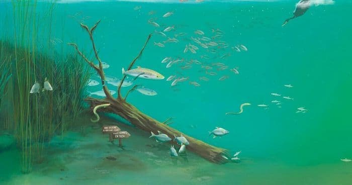 Exposition : Dans la Seine… Des poissons ? · photo 1