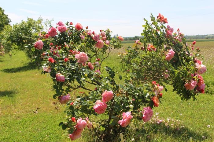Roseraie Loubert · photo 1