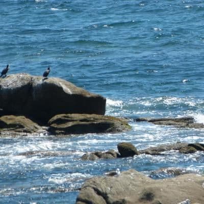 Balade nature dans le Golfe du Morbihan sur un vieux gréement · photo 1