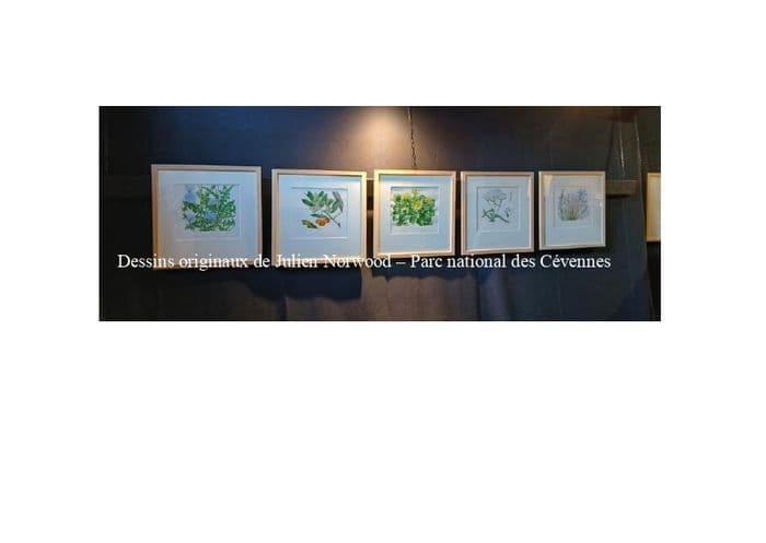 Conférence : dénomination et usage des plantes, transmission d'un savoir en langue occitane · photo 1