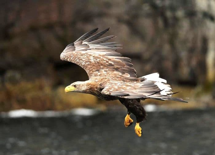 Les anatidés, passereaux et rapaces de la réserve du Blankaart (Belgique) · photo 1