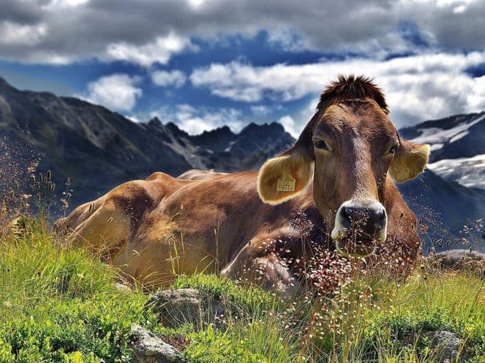 Exposition - Les vaches, histoires à ruminer · photo 1