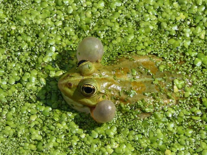 La biodiversité 
en ville expliquée · photo 1