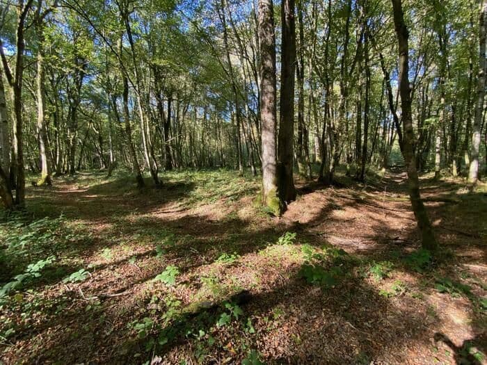 Les vestiges du Moyen Âge dans la forêt de Mondragon · photo 1