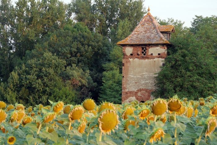 Exposition : enquête et recensement des pigeonniers du Tarn et Garonne · photo 1