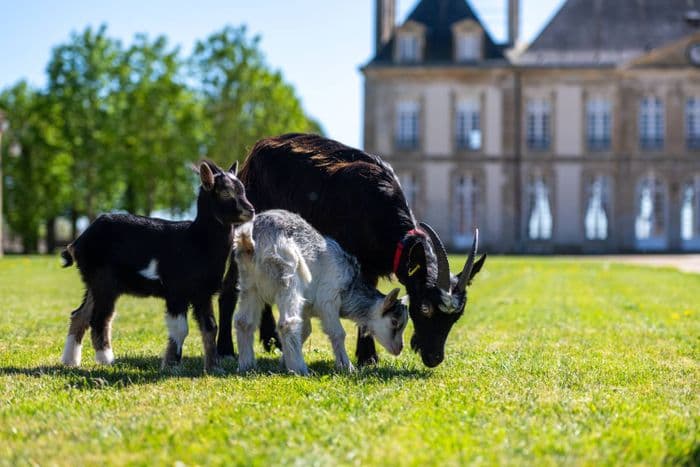 Ferme pédagogique des races normandes · photo 1
