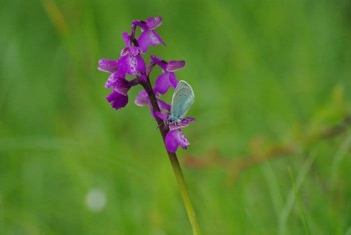 RELATIONS DES ANIMAUX AVEC LES PLANTES SAUVAGES DU CANTAL par Véronique GARCIA - Ingénierie et Formation. partenariat AC · photo 1